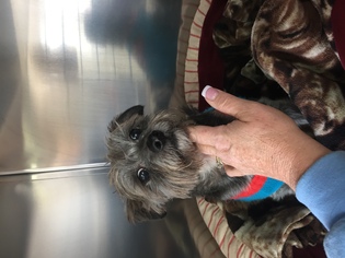 Cairn Terrier Dogs for adoption in Albemarle, NC, USA