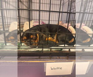 Beabull Dogs for adoption in Gloversville, NY, USA
