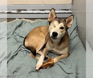 Siberian Husky-Unknown Mix Dogs for adoption in Conroe, TX, USA