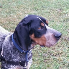 Bluetick Coonhound Dogs for adoption in Attica, NY, USA