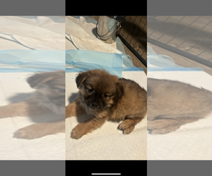 Chiweenie Dogs for adoption in Ball Ground, GA, USA