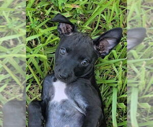 Beagle-Chihuahua Mix Dogs for adoption in McDonough, GA, USA