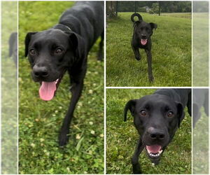 Labrador Retriever-Unknown Mix Dogs for adoption in Fort Wayne, IN, USA