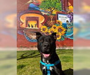 American Pit Bull Terrier-Unknown Mix Dogs for adoption in Woodland, CA, USA