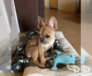 French Bulldog Dogs for adoption in Apple Valley, CA, USA