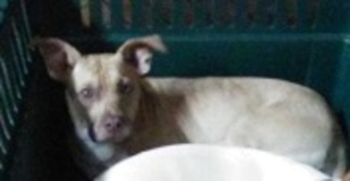 Jug Dogs for adoption in Glenwood, GA, USA
