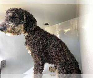Labradoodle Dogs for adoption in Houston, TX, USA