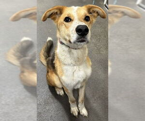 German Shepherd Dog-Unknown Mix Dogs for adoption in Forestville, MD, USA