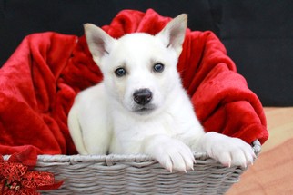 Medium Photo #1 Alaskan Husky-Australian Shepherd Mix Puppy For Sale in Raleigh, NC, USA