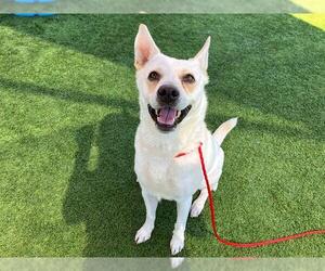 Siberian Husky-Unknown Mix Dogs for adoption in Orange, CA, USA