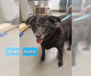 Labrador Retriever Dogs for adoption in Richmond, IN, USA
