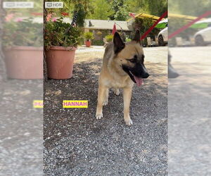 Mutt Dogs for adoption in Woodland Hills, CA, USA