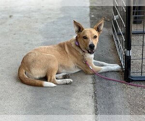 Carolina Dog-Unknown Mix Dogs for adoption in Pleasanton, TX, USA