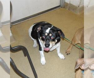 Parson Russell Terrier-Unknown Mix Dogs for adoption in Santa Rosa, CA, USA