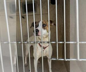 Mutt Dogs for adoption in Oklahoma City, OK, USA