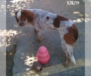 Cavalier King Charles Spaniel-Unknown Mix Dogs for adoption in Apple Valley, CA, USA