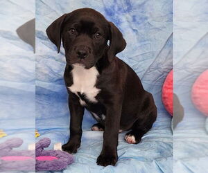 Bulldog-Labrador Retriever Mix Dogs for adoption in Wetumpka, AL, USA