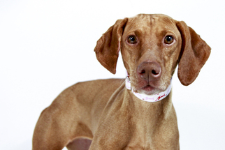 Vizsla Dogs for adoption in St. Louis Park, MN, USA