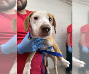 Beagle-Unknown Mix Dogs for adoption in San Bernardino, CA, USA