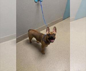 French Bulldog-German Shepherd Dog Mix Dogs for adoption in Las Vegas, NV, USA