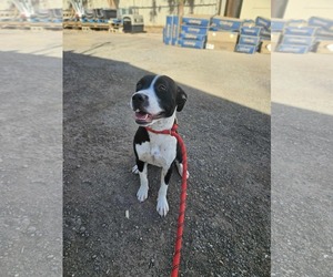 American Pit Bull Terrier-Unknown Mix Dogs for adoption in El Centro, CA, USA