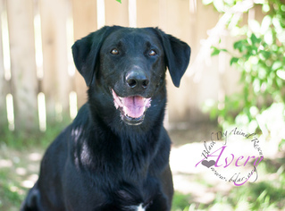 Labrador Retriever Dogs for adoption in Cheyenne, WY, USA