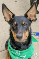 Shepweiller Dogs for adoption in Washington, DC, USA