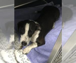 Labrador Retriever-Unknown Mix Dogs for adoption in Conroe, TX, USA