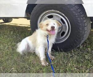 Bearded Collie-Unknown Mix Dogs for adoption in Conroe, TX, USA