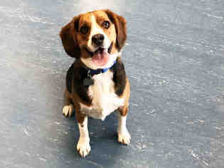 Beagle Dogs for adoption in Hampton Bays, NY, USA
