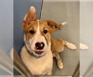 Anatolian Shepherd-Collie Mix Dogs for adoption in South Lake Tahoe, CA, USA