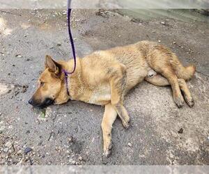 German Shepherd Dog Dogs for adoption in Houston, TX, USA