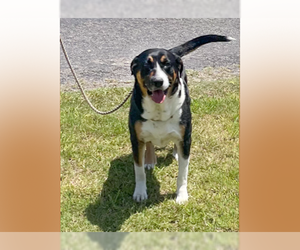 Greater Swiss Mountain Dog-Unknown Mix Dogs for adoption in boulder, CO, USA