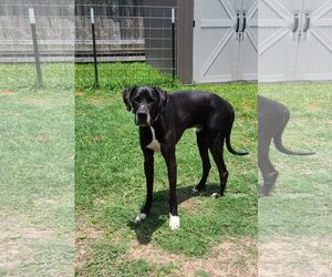 Great Dane Dogs for adoption in Rosenberg, TX, USA