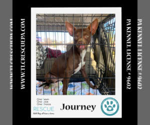 Boston Huahua Dogs for adoption in Kimberton, PA, USA