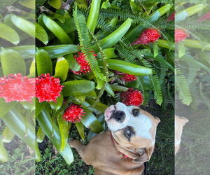 Bulldog Dogs for adoption in Sanford, FL, USA