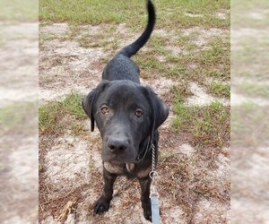 Mutt Dogs for adoption in Minneola, FL, USA