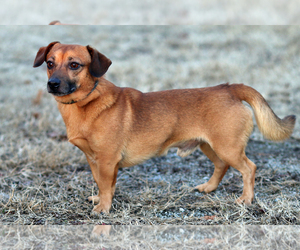 Dorgi Dogs for adoption in Eureka Springs, AR, USA