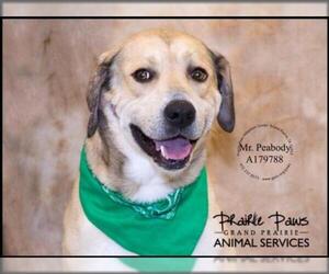 Lab-Pointer Dogs for adoption in Grand Prairie, TX, USA