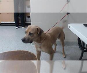 Staffordshire Bull Terrier-Unknown Mix Dogs for adoption in Pasadena, TX, USA