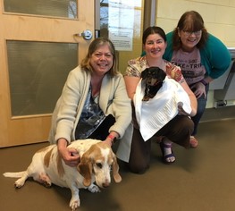 Basset Hound Dogs for adoption in Sanford, FL, USA