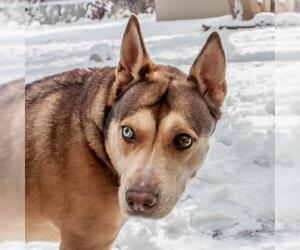Medium Photo #1 Siberian Husky-Unknown Mix Puppy For Sale in Omaha, NE, USA