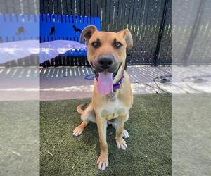 German Shepherd Dog-Unknown Mix Dogs for adoption in Elk Grove, CA, USA