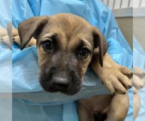 American Staffordshire Terrier-Unknown Mix Dogs for adoption in San Antonio, TX, USA