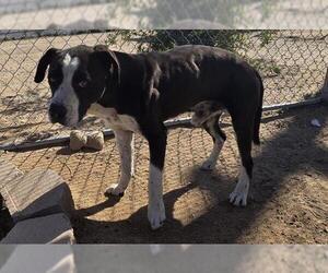 American Pit Bull Terrier-Labrador Retriever Mix Dogs for adoption in HESPERIA, CA, USA