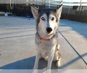Siberian Husky-Unknown Mix Dogs for adoption in Elk Grove, CA, USA