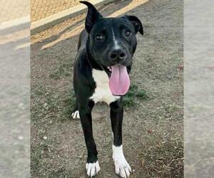 American Pit Bull Terrier Dogs for adoption in Bakersfield, CA, USA