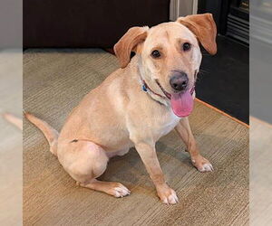 Mutt Dogs for adoption in Lake Wylie, SC, USA