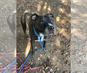 American Staffordshire Terrier-Eurasier Mix Dogs for adoption in Front Royal, VA, USA