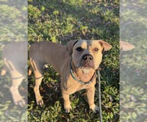 American Staffordshire Terrier Dogs for adoption in Fort Lauderdale, FL, USA